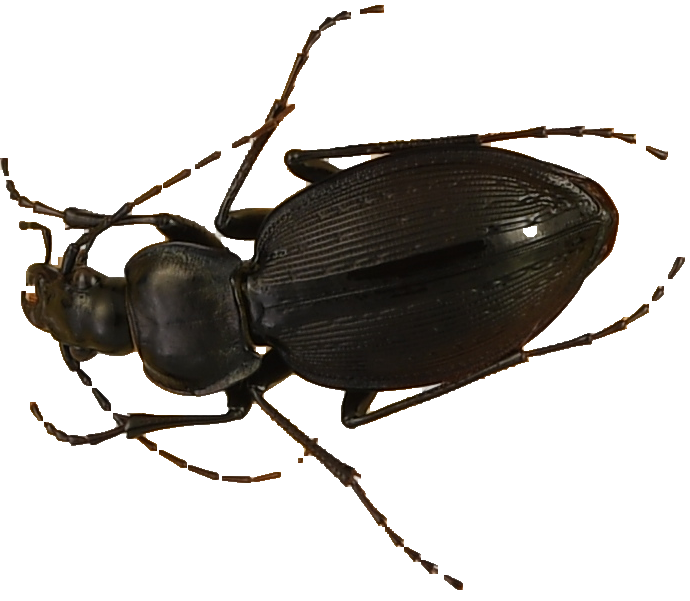 beetle_111.png