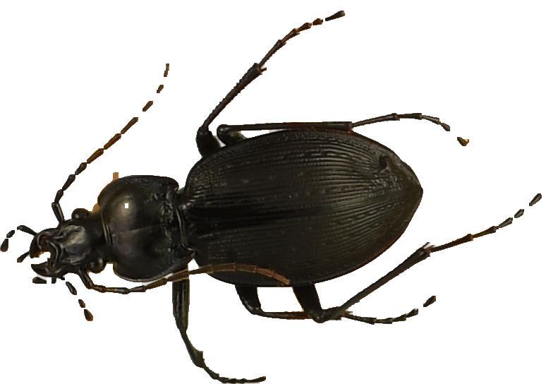 beetle_178.png