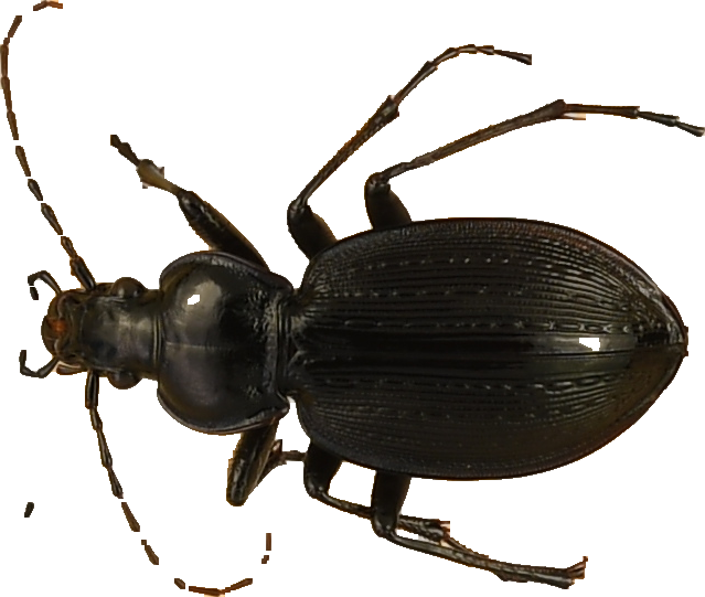 beetle_406.png