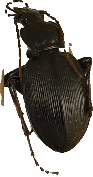 beetle_777.png