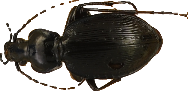 beetle_298.png