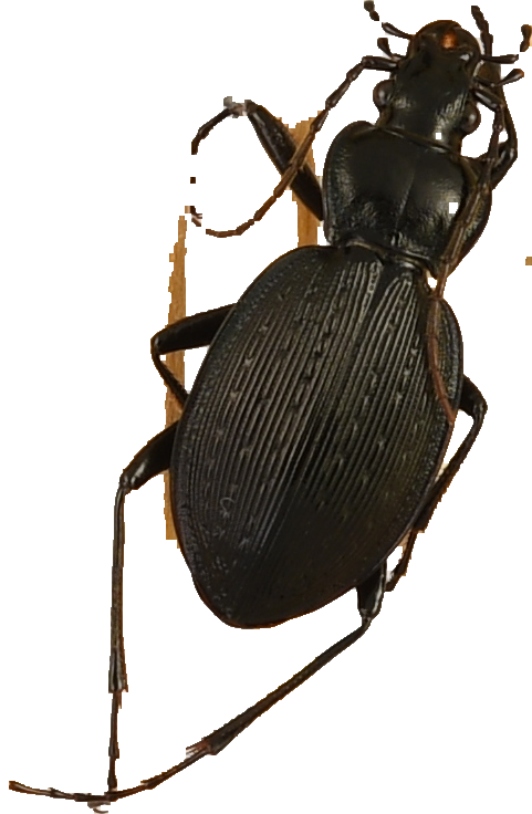 beetle_549.png