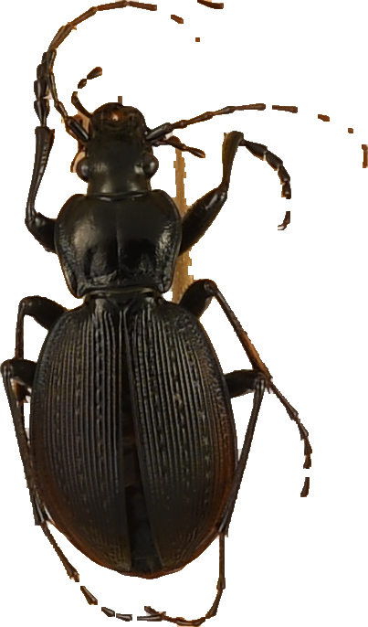 beetle_559.png