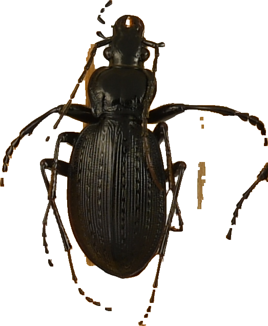 beetle_1255.png