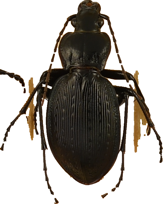 beetle_1257.png