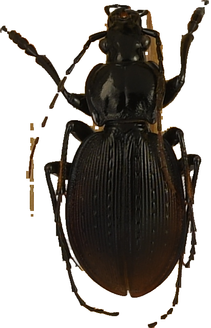 beetle_541.png