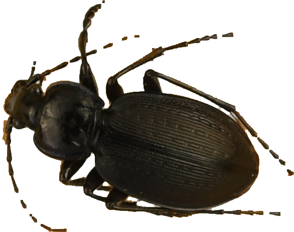 beetle_193.png