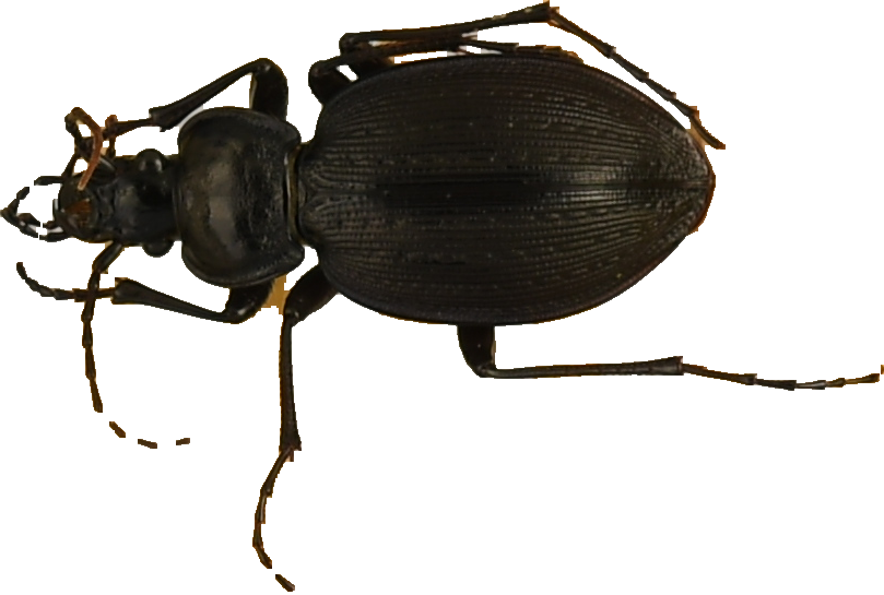 beetle_419.png