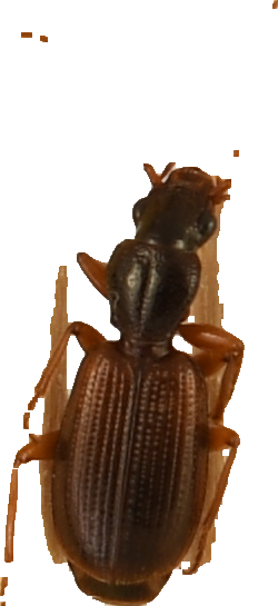 beetle_257.png