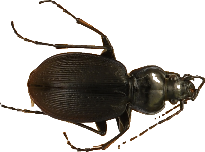 beetle_259.png