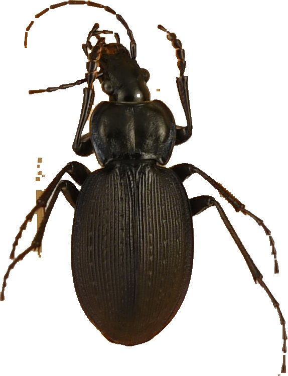 beetle_268.png