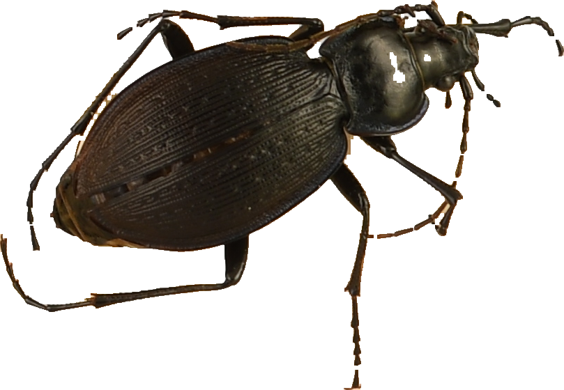 beetle_27.png