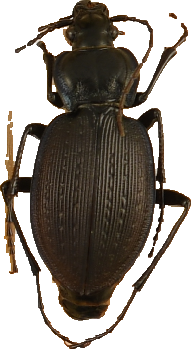 beetle_536.png