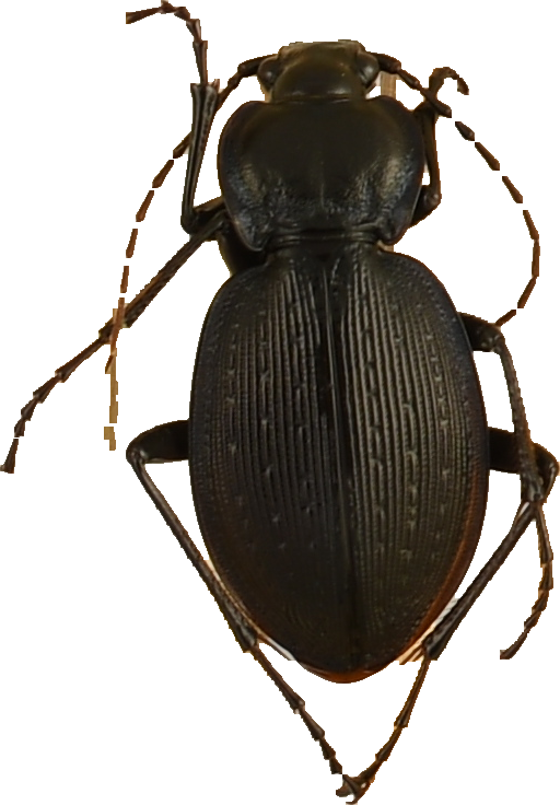 beetle_1114.png