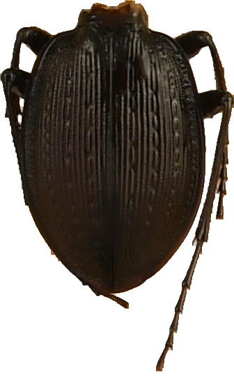 beetle_369.png