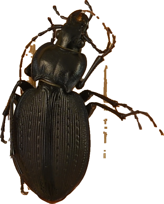 beetle_377.png