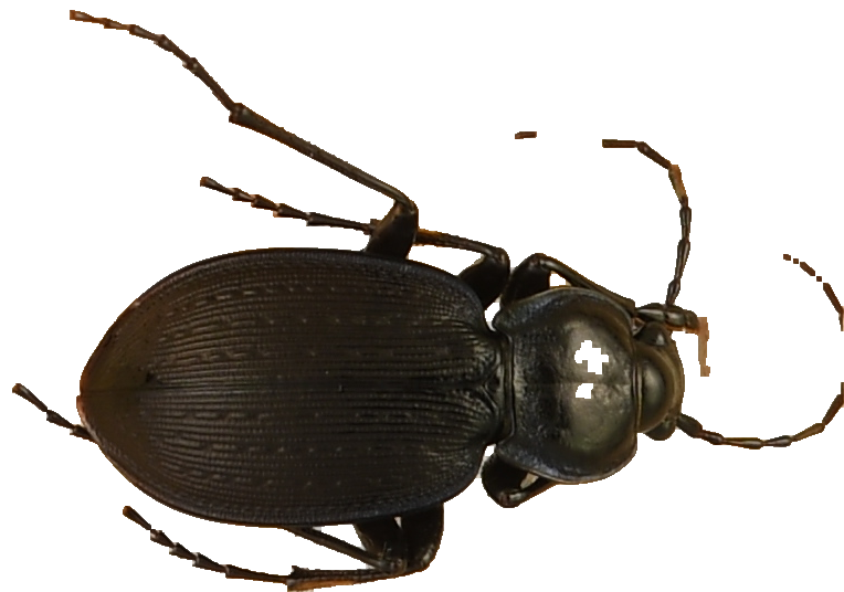 beetle_74.png