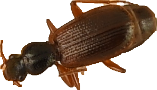 beetle_135.png