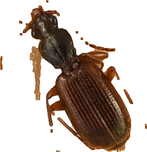 beetle_140.png