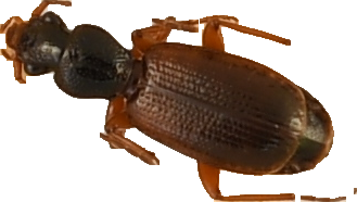 beetle_180.png