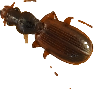 beetle_182.png