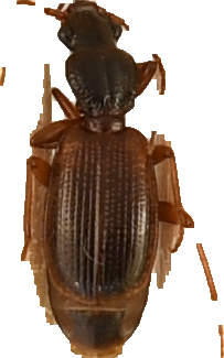 beetle_405.png