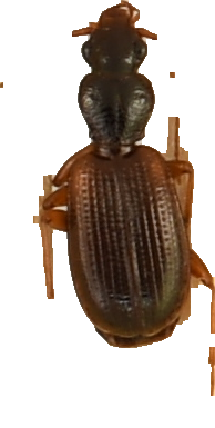 beetle_406.png