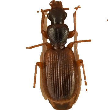 beetle_418.png