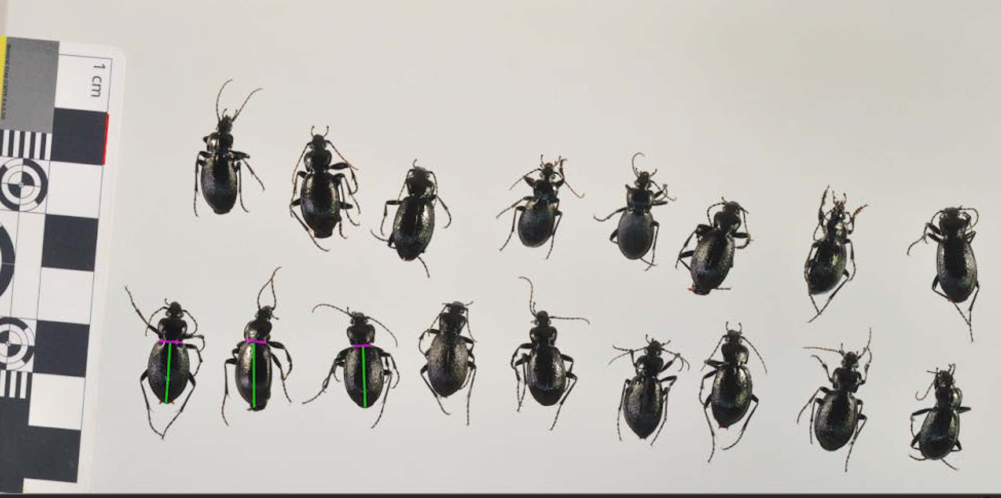 beetles.png