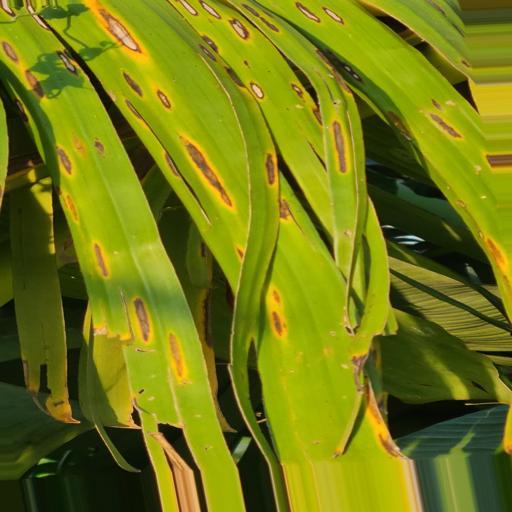 banana_yellow sigatoka disease_742403460761667466.jpg