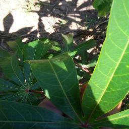 cassava_ healthy_5257516241374818888.jpg