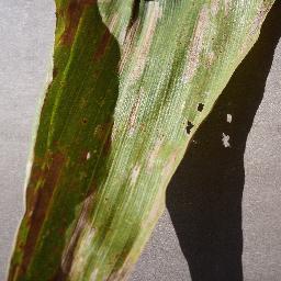 corn_gray leaf spot disease_-3476295458815157518.jpg