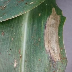 corn_northern leaf blight disease_-1909840745819971203.jpg