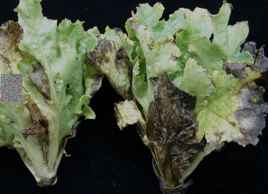 lettuce_fungal disease_-1253661376589537452.jpg