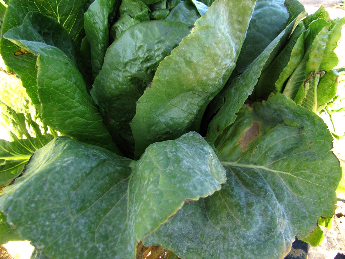 lettuce_fungal disease_5439277764561918774.jpg