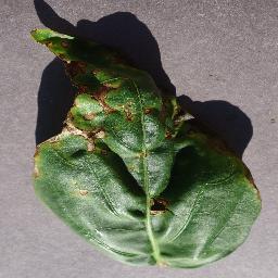 pepper_bell bacterial spot disease_-2155772742812620908.jpg