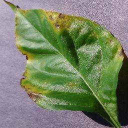 pepper_bell bacterial spot disease_-3821162851045628638.jpg