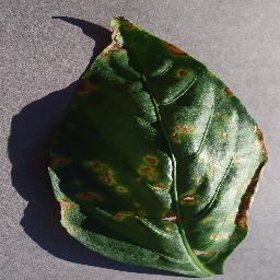 pepper_bell bacterial spot disease_-4629045031070576632.jpg