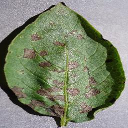 potato_early blight disease_-6753817606618251727.jpg