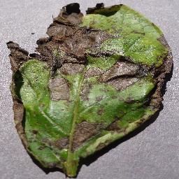 potato_early blight disease_8506799876967464999.jpg