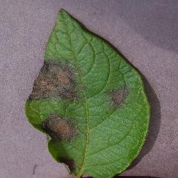 potato_late blight disease_-1690071328090831092.jpg