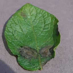 potato_late blight disease_-6123390807058688259.jpg