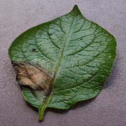 potato_late blight disease_-8281206340016964633.jpg