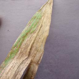 corn_leaf blight disease_-8375891642783590535.jpg