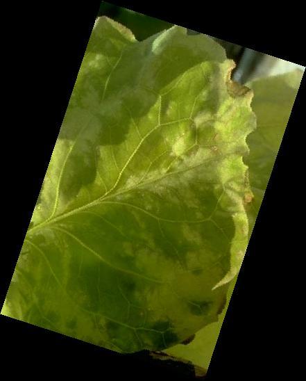 lettuce_bacterial disease_-5338079104789928267.jpg