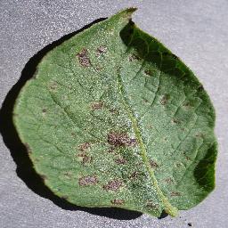 potato_early blight disease_-8500959304635682383.jpg