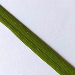 rice_leaf blast disease_-8650356371503054905.jpg