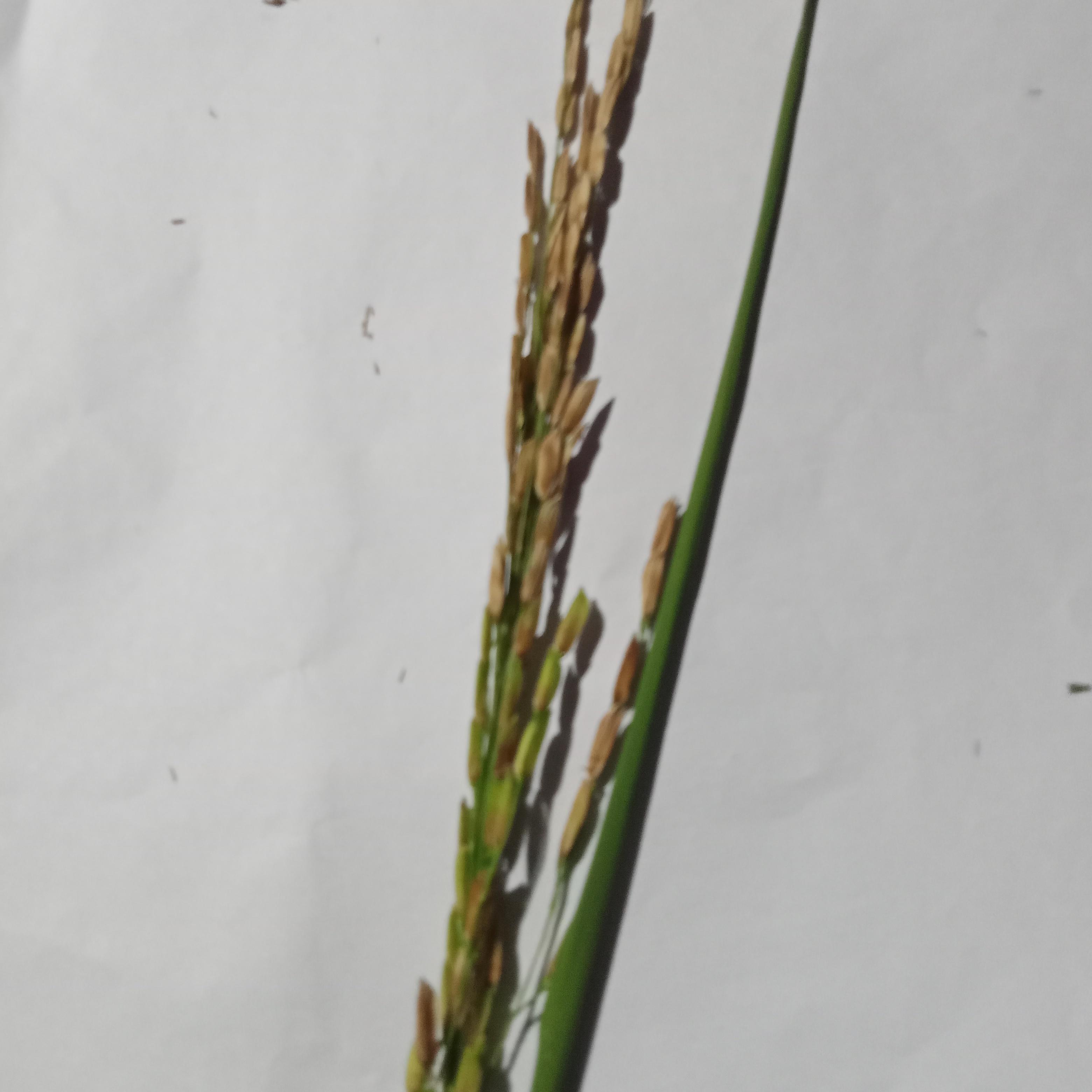 rice_neck blast disease_-6109795511149390050.jpg