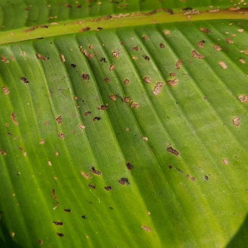 banana_insect pest disease_967932704568859503.jpg