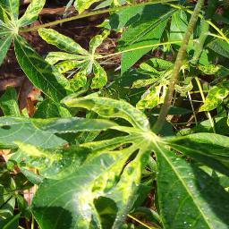 cassava_mosaic disease_2657263712036081749.jpg